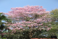 Tabebuia rosea